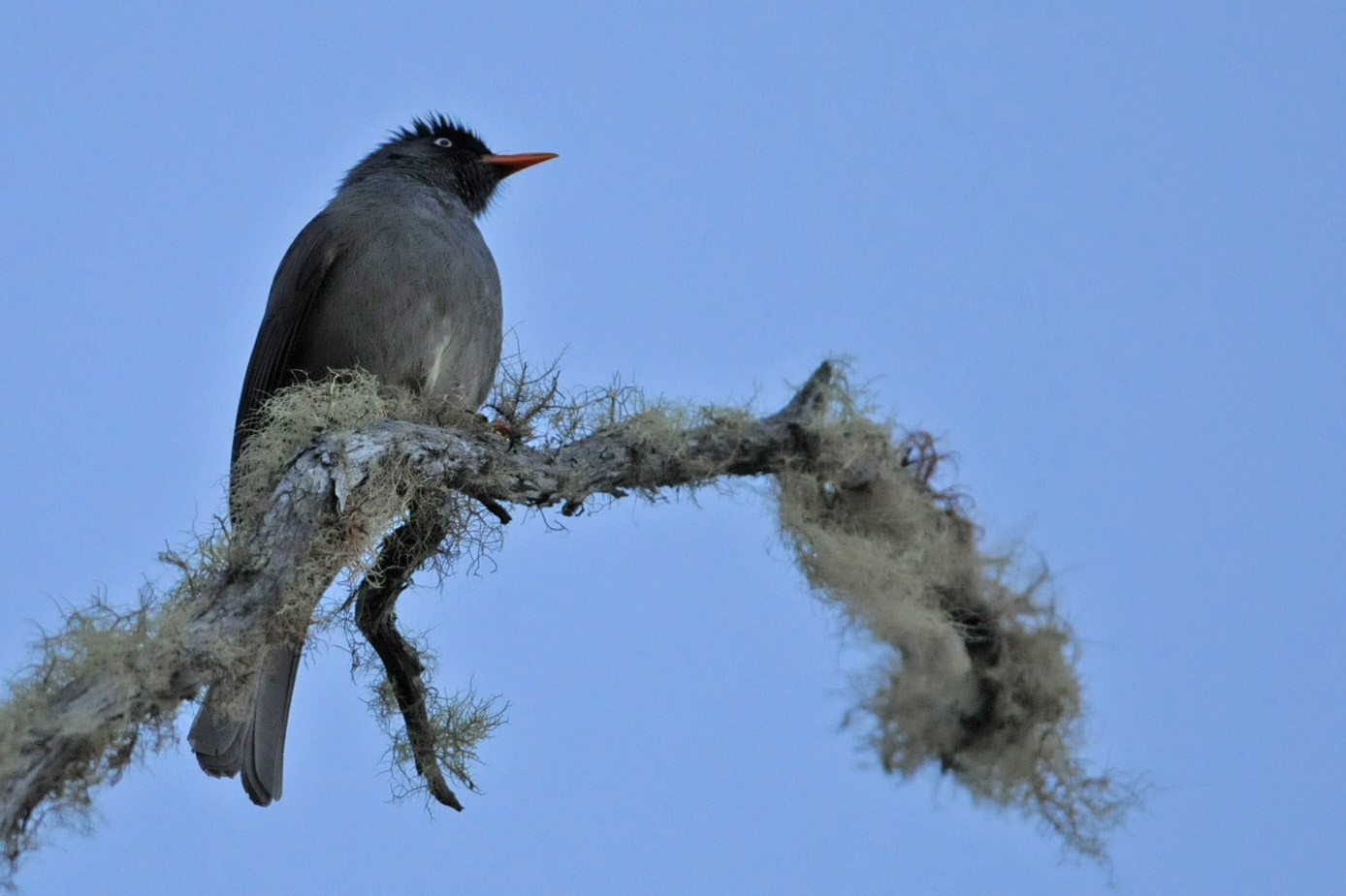 image Reunion Bulbul